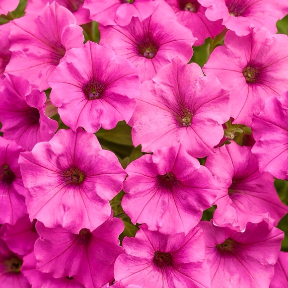 🦋SHOPTIME!🦋 - Picture 7 of 9